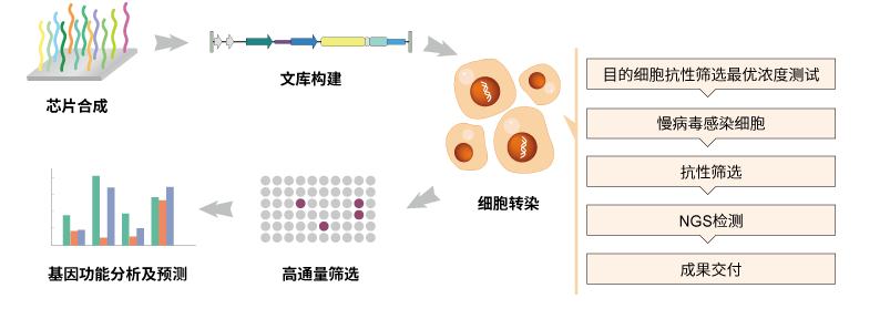 sgRNA文库