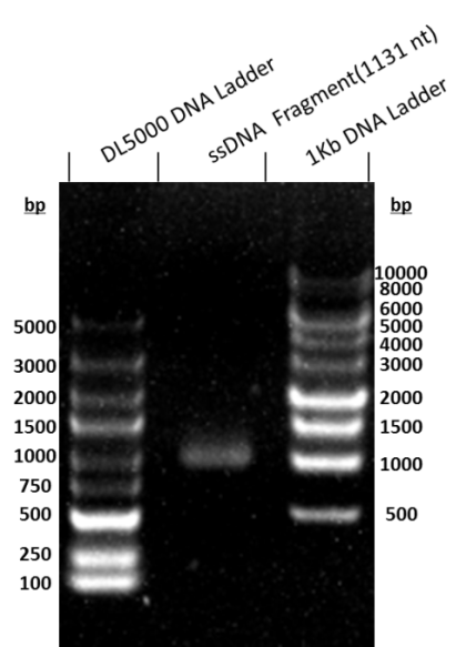 ssDNA